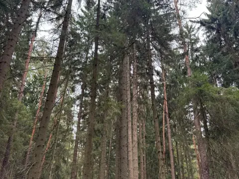 Prodej podílu lesa, Ledenice, 2894 m2