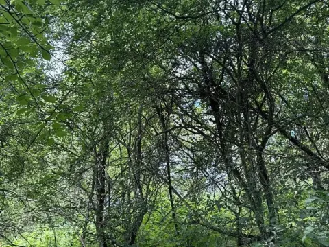 Prodej podílu pozemku, Suchdol, 3247 m2