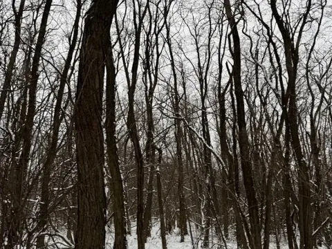 Prodej podílu lesa, Nikolčice, 3584 m2