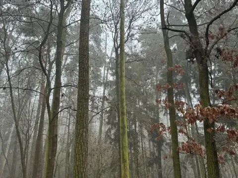 Prodej lesa, Milavče, 5759 m2