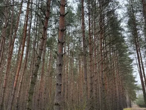 Prodej lesa, Libotenice, 63021 m2