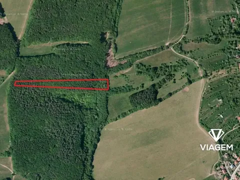 Prodej podílu lesa, Březůvky, 3839 m2