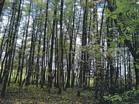 Prodej lesa, Štoky, 6941 m2