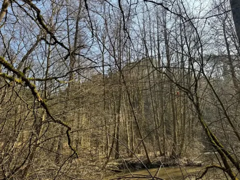 Prodej lesa, Chocnějovice, 2953 m2