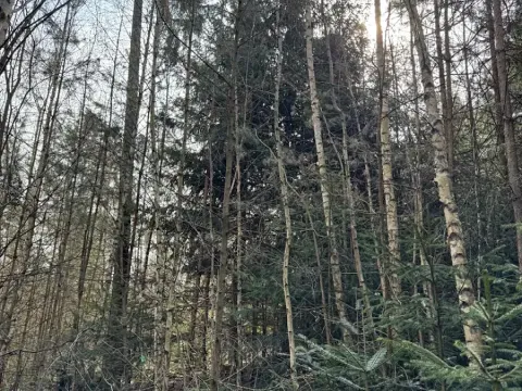 Prodej lesa, Rájec, 5476 m2