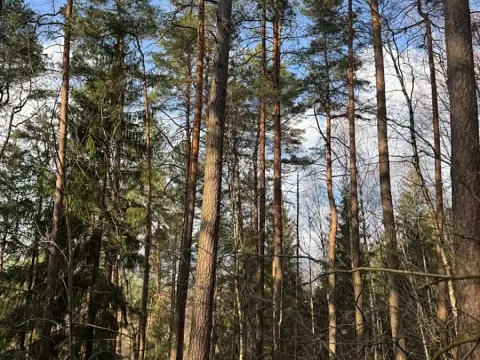 Prodej lesa, Český Dub, 17551 m2