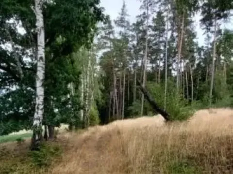 Prodej lesa, Červená Řečice, 496 m2