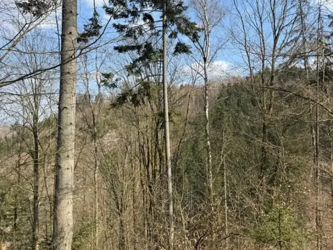 Prodej podílu lesa, Železný Brod, 5530 m2