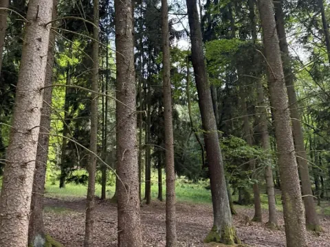 Prodej lesa, Hradiště, 4597 m2