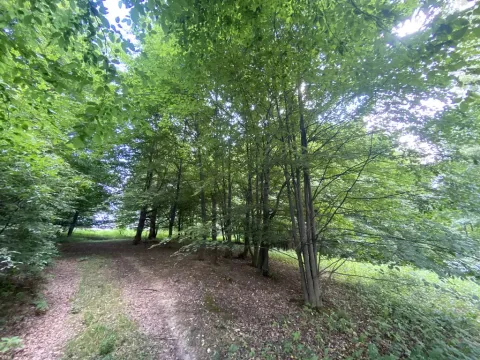 Prodej louky, Olbramice, 1547 m2