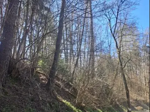 Prodej lesa, Strmilov, 729 m2